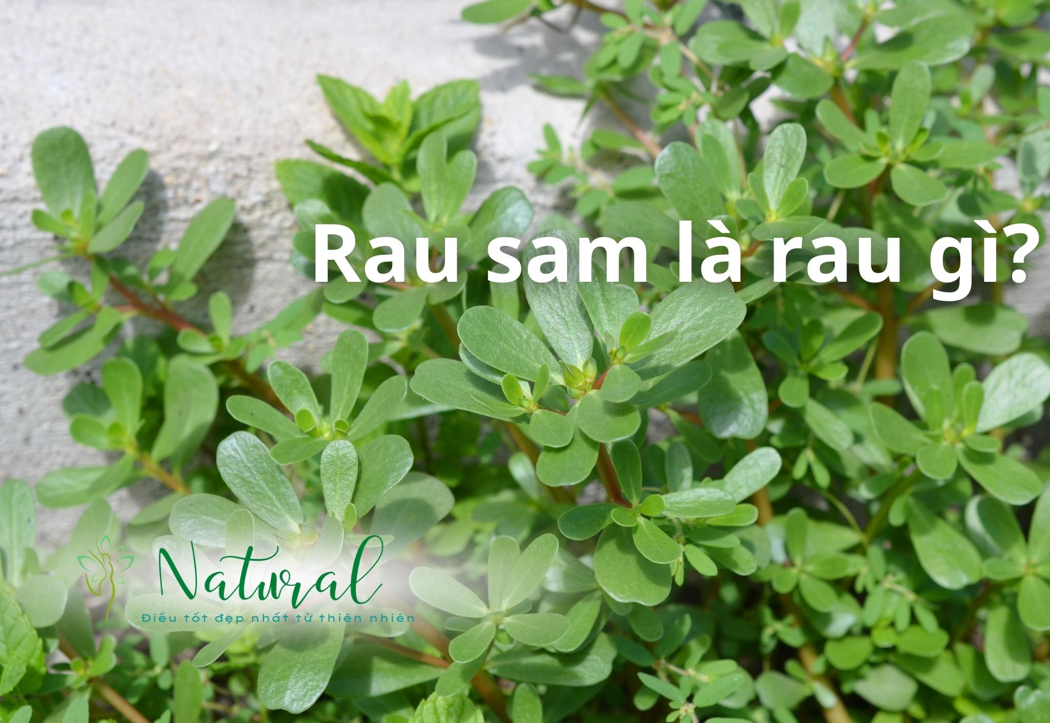 Tác hại của rau sam – Những ai không nên ăn rau sam? - Từ Thiên Nhiên