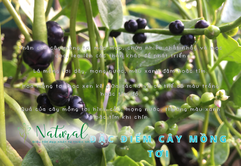 Đặc điểm cây rau mồng tơi