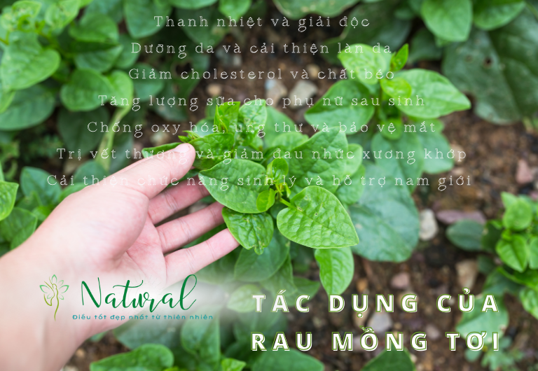 Tác dụng của rau mồng tơi